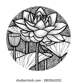 Monochrome Lotus Flower Illustration, Hand Drawn Graphic Vector, Botanical Artwork