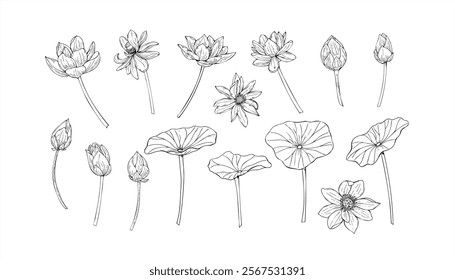 Monochrome Lotus with flowers, buds and leaves clip art. Delicate blooming Water Lily vector hand drawn illustration drawing by black inks. Floral set for poster, greeting cards, spa, cosmetic design.