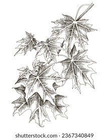 Monochrome maple leaf tree branch drawing