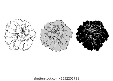 Monochrome marigold flower heads in three colors line art hand drawn isolated illustration. Terry flowers sketch painted by ink. Floral blooming element etching drawing for decor, greetings, icon.