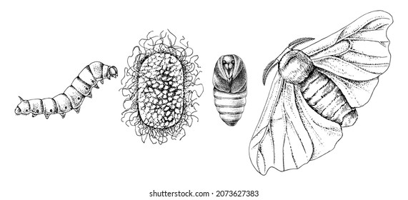 Monochrome metamorphosis of the silk moth