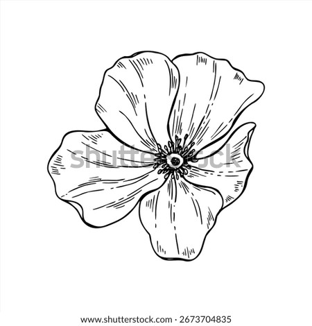 Monochrome minimalistic blooming flower without stem vector illustration. Top view. Poppy or rosehip flower head outline drawing. Black etching of wildflower mallow for invitation, greeting cards.