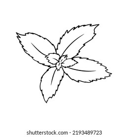 Monochrome mint leaves for brewing green vitamin tea, cocktail ingredients, vector cartoon illustration on a white background
