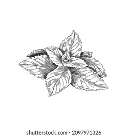 Monochrome mint plant vintage vector sketch. Peppermint tea label or package design, black and white antique mint leaf drawing engraved. Hand drawn menthol plant illustration.