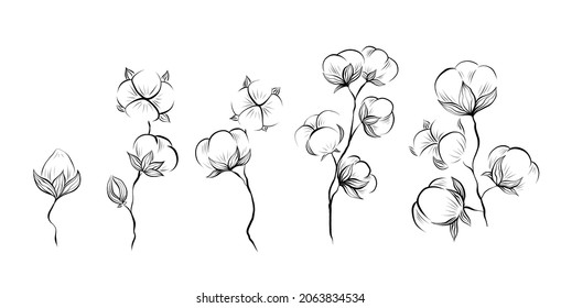 Monochrome natural set of sketches of cotton plant and stems with foliage on white background. Vector outline herbal image with stems with fluffy balls isolated from background.