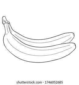 monochrome outline drawing of a couple of bananas. comic vector illustration.