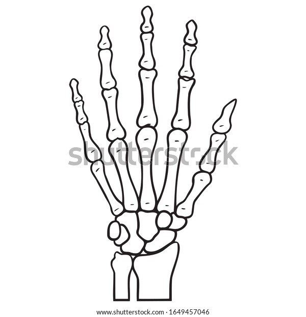 Monochrome Outline Drawing Human Skeleton Hand Stock Vector Royalty Free