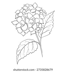 Monochrome outline drawing of hydrangea flower.