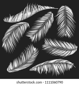 Monochrome Palm Branches in Various Forms. Tropic Foliage. Illustration of Jungle Plants. Vector Palm Leaves. Floral Elements Set. Detailed Palm Leaves for Pattern, Print or Your Creative Design.