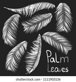 Monochrome Palm Branches in Various Forms. Tropic Foliage. Illustration of Jungle Plants. Vector Palm Leaves. Floral Elements Set. Detailed Palm Leaves for Pattern, Print or Your Creative Design.