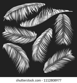 Monochrome Palm Branches in Various Forms. Tropic Foliage. Illustration of Jungle Plants. Vector Palm Leaves. Floral Elements Set. Detailed Palm Leaves for Pattern, Print or Your Creative Design.