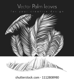 Monochrome Palm Branches in Various Forms. Tropic Foliage. Illustration of Jungle Plants. Vector Palm Leaves. Floral Elements Set. Detailed Palm Leaves for Pattern, Print or Your Creative Design.