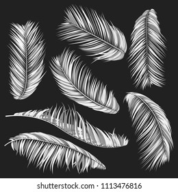 Monochrome Palm Branches in Various Forms. Tropic Foliage. Illustration of Jungle Plants. Vector Palm Leaves. Floral Elements Set. Detailed Palm Leaves for Pattern, Print or Your Creative Design.