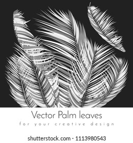 Monochrome Palm Branches in Various Forms. Tropic Foliage. Illustration of Jungle Plants. Vector Palm Leaves. Floral Elements Set. Detailed Palm Leaves for Pattern, Print or Your Creative Design.
