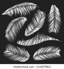 Monochrome Palm Branches in Various Forms. Tropic Foliage. Illustration of Jungle Plants. Vector Palm Leaves. Floral Elements Set. Detailed Palm Leaves for Pattern, Print or Your Creative Design.