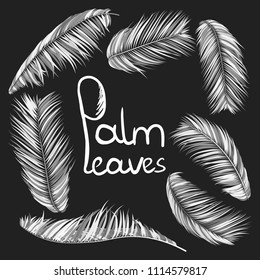 Monochrome Palm Branches in Various Forms. Tropic Foliage. Illustration of Jungle Plants. Vector Palm Leaves. Floral Elements Set. Detailed Palm Leaves for Pattern, Print or Your Creative Design.