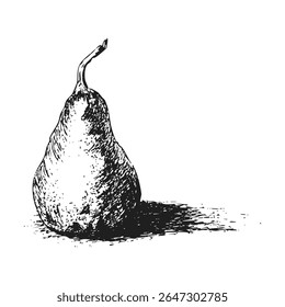 Ilustração de arte de linha de frutos de pera monocromática. Tinta Detalhada Desenhando uma Pera de Arte no Estilo de Gravação. Esboço de pera desenhado à mão em tinta preta com sombreamento detalhado e textura sobre fundo branco