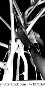 Monochrome philodendron leaves and branches background.