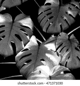 Monochrome philodendron leaves and branches background.