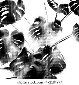 Monochrome philodendron leaves and branches background.