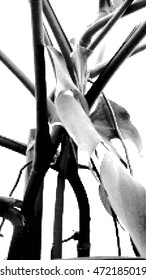 Monochrome philodendron leaves and branches background.
