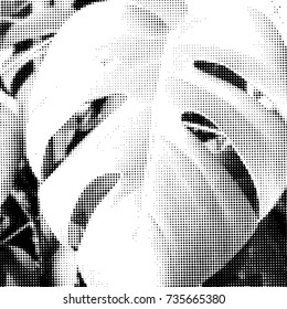 Monochrome philodendron leaves and branches background.