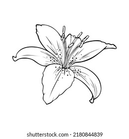 Monochrome picture, large veined lily flower , vector illustration on white background