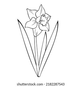 Monochrome picture, spring flower narcissus with leaves, vector illustration on a white background