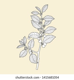 Monochrome plant (Frangula alnus) on a yellowy background. Can be used for postcards, invitations, advertising, web, textile and other.