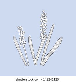 Monochrome plant (Muscari) on a violet background. Can be used for postcards, invitations, advertising, web, textile and other.