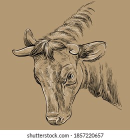 Monochrome portrait of angry bull sketch hand drawn vector illustration isolated on brown background. Vintage illustration of cow for label, poster, print and design.
