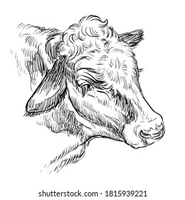 Monochrome portrait of kind cow sketch hand drawn vector illustration isolated on white background. Engraving sketch illustration of bull for label, poster, print and design.