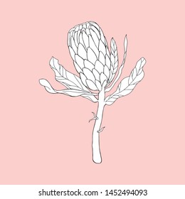 Monochrome Protea on a rosy background. Can be used for postcards, invitations, advertising, web, textile and other.
