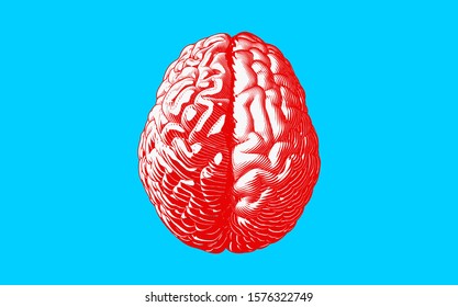 Monochrome red engraved drawing human brain with different style of left and right cerebral hemispheres illustration isolated on bright blue background