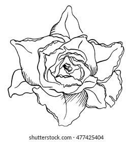 Monochrome rose flower plant line art vector