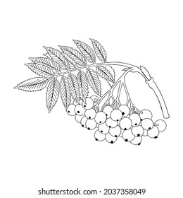 Monochrome Rowan twig (Sorbus aucuparia). Can be used for postcards, invitations, advertising, web, textile and other.