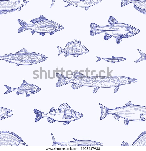 明るい背景に輪郭線とさまざまな種類の魚の手描きのモノクロシームレスな模様 海や海の動物 水生生物の背景 エレガントなリアルなベクターイラスト のベクター画像素材 ロイヤリティフリー