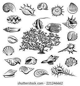 monochrome seashells set with coral and fish