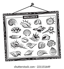 monochrome seashells set in a wooden frame 