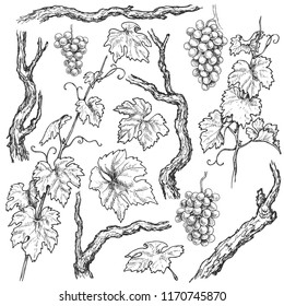 Monochrome separate elements of grapes branches and vine set. Hand drawn grape bunches, trunks and leaves isolated on white background. Vector sketch. 