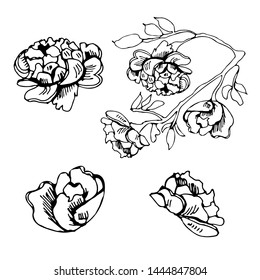 Monochrome set of elements  of blossoming  flowers of rose. Hand drawn ink sketch  isolated on white background. Vector illustration.