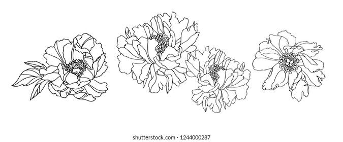 Monochrome set flowers peonies. Vector illustration. Creative realistic drawing, tattoo. Vintage paintings, postcard, background, wallpaper. Interior decoration, textile. Flowers gift for women