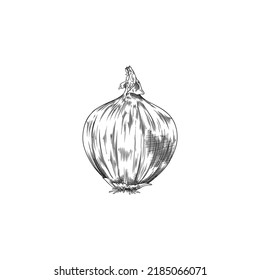 Monochrome shallot onion, hand drawn sketch vector illustration isolated on white background. Retro drawing of onion vegetable with engraving texture.
