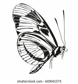 Monochrome side image of butterfly