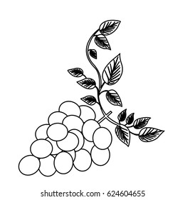 monochrome silhouette of bunch of grapes with branch and leaves vector illustration