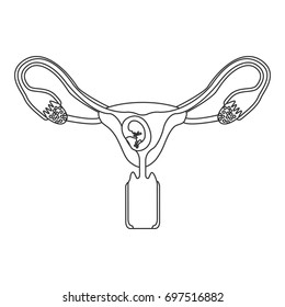 monochrome silhouette of female reproductive system ovaries with fetus human growth trimestrer vector illustration