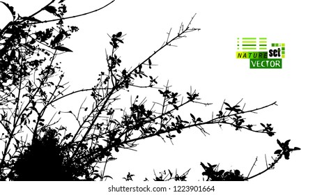 Monochrome silhouette of tree branches