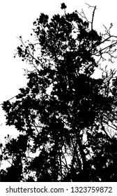 Monochrome silhouette of tree branches