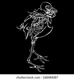Monochrome skeleton of pigeon dove bird vector isolated