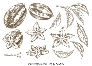 Monochrome sketch of carambola fruits, whole, pieces, leaves and branch. Hand drawn vector set. Exotic fruit. Organic product. Vintage engraving. Isolated background. Illustration.